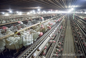 commercial egg production